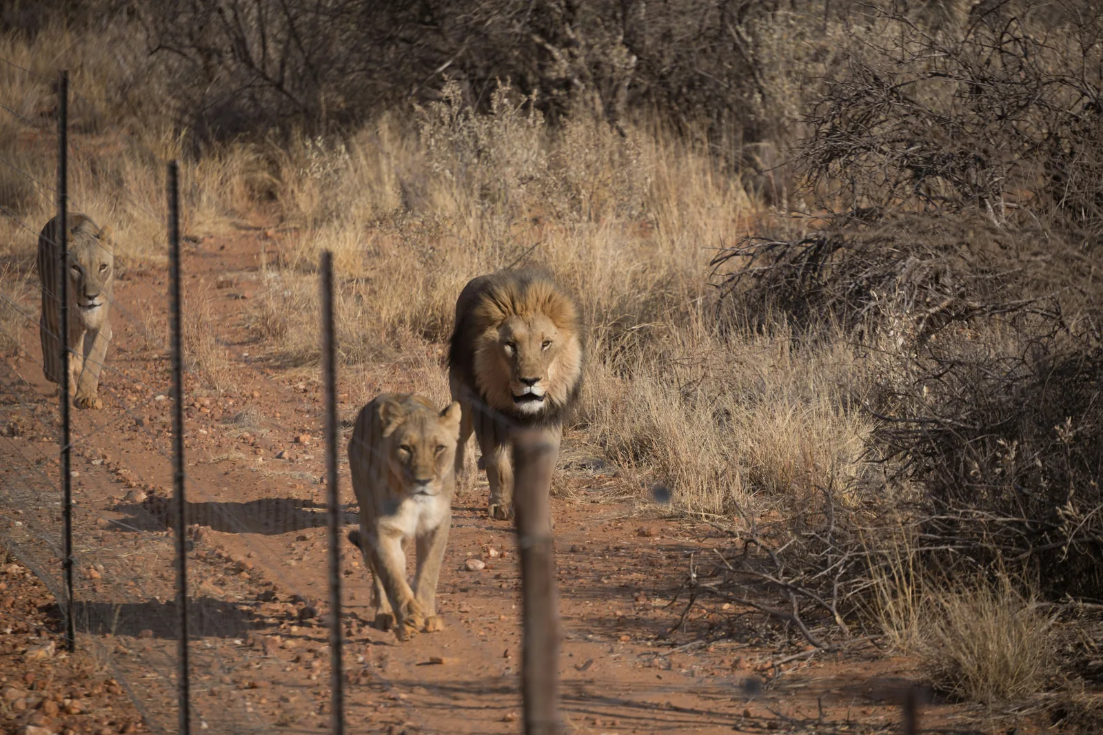 Lions walking along an electric fence perimeter in a southern African game reserve