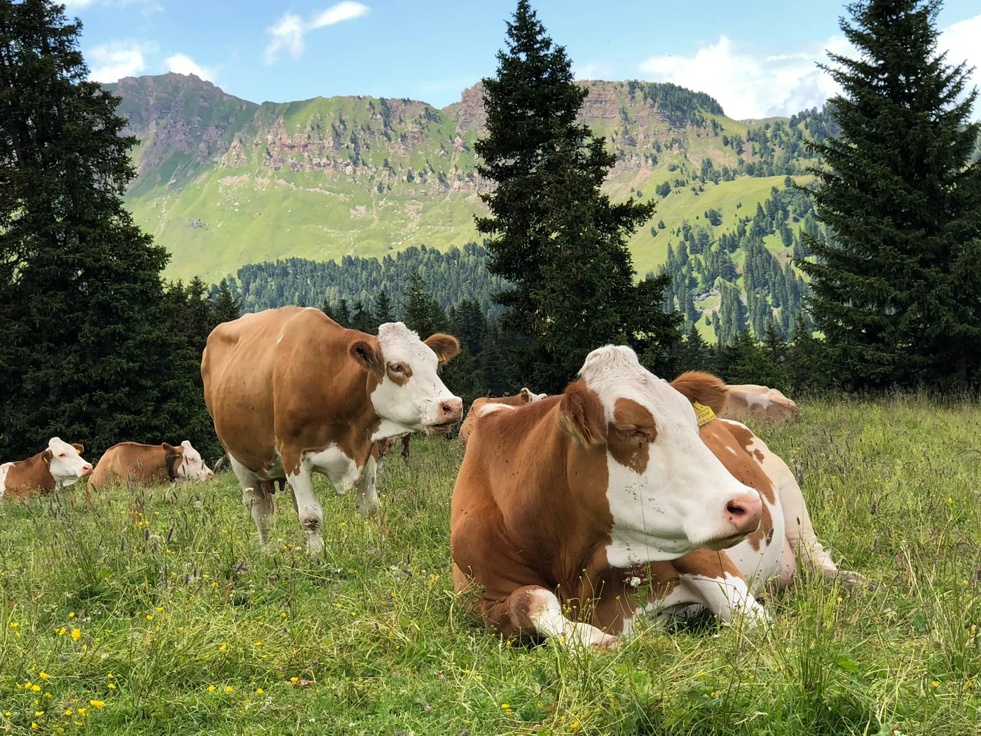 Cows grazing on an alpine pasture