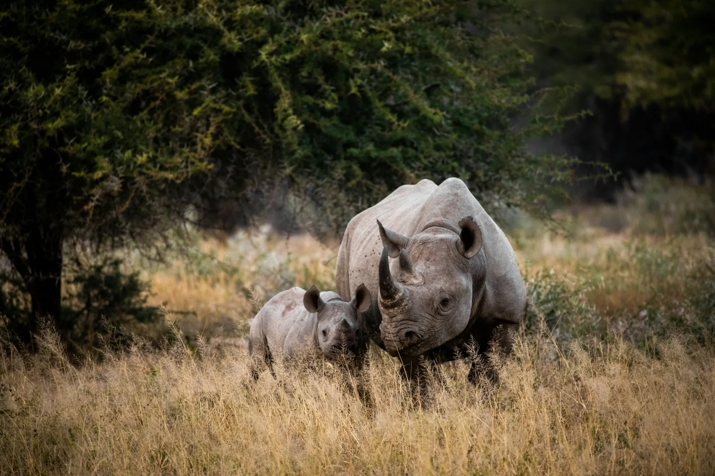 Rhinoceros mother and calf in the wild